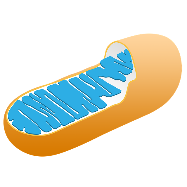 La Mitochondrie CS003