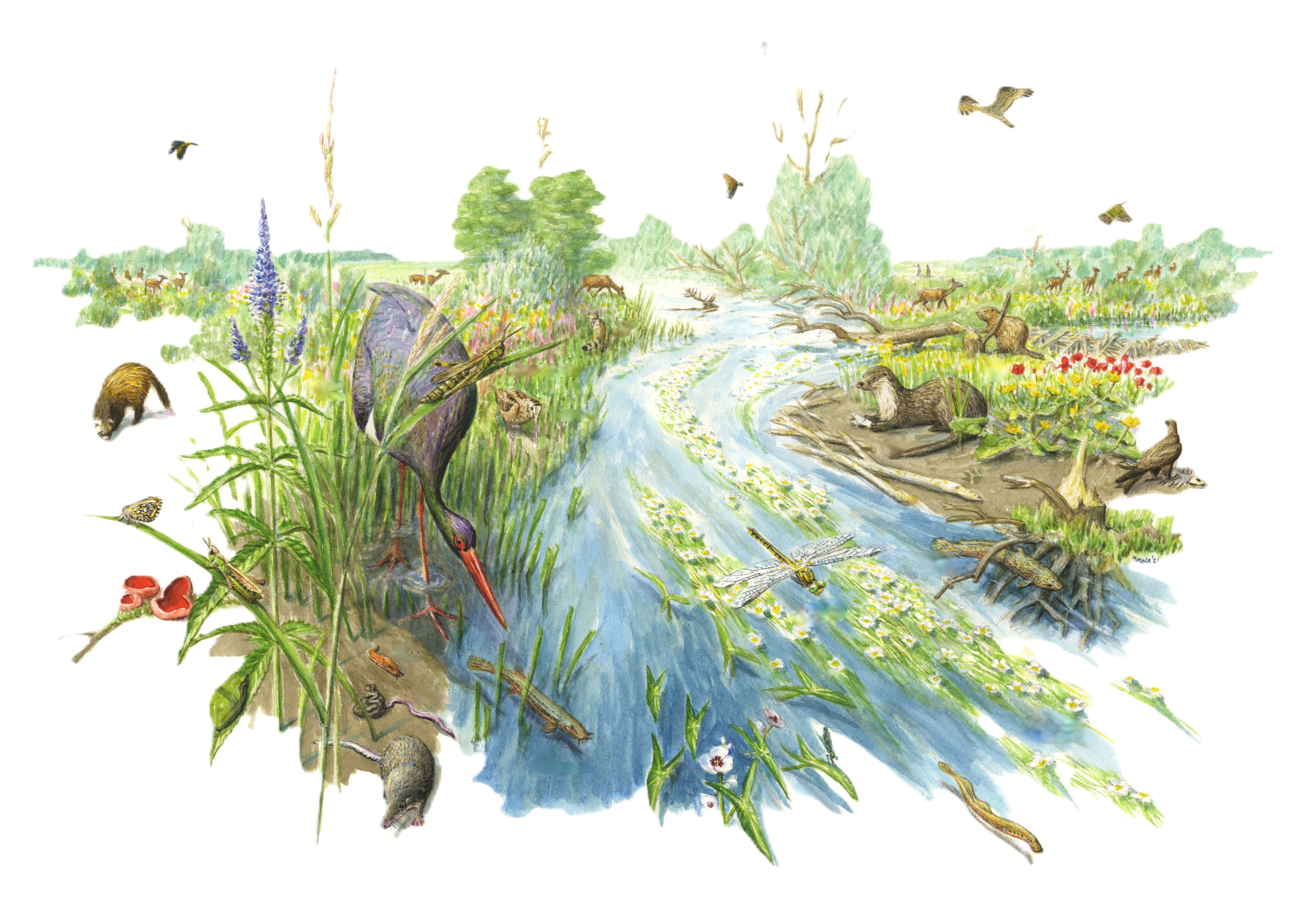 General Ecology UEM2.2.1